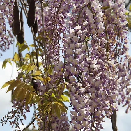 Quinta Do Archino * Alenquer