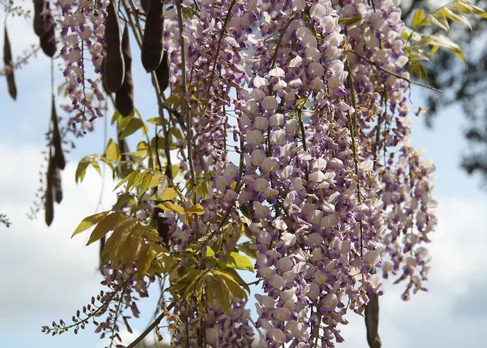 Quinta Do Archino * アレンケル